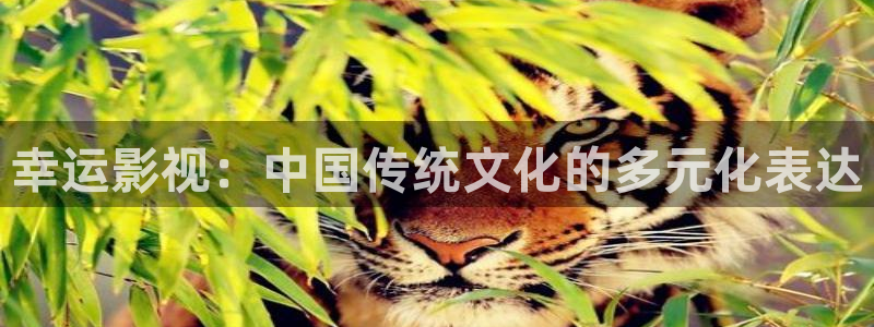 大茄子视频
