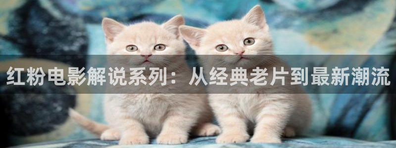 茄子视频视频