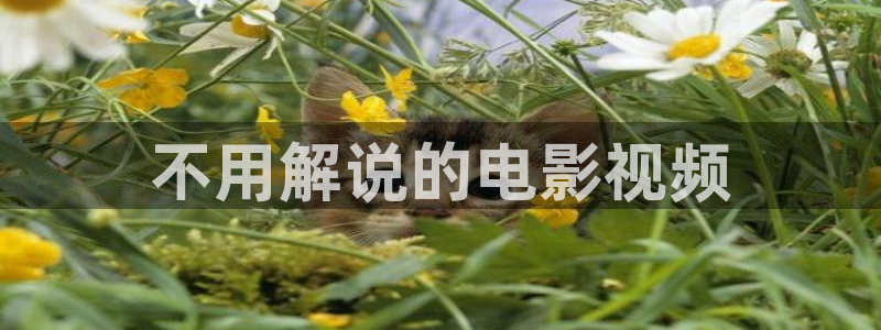 茄子视频18